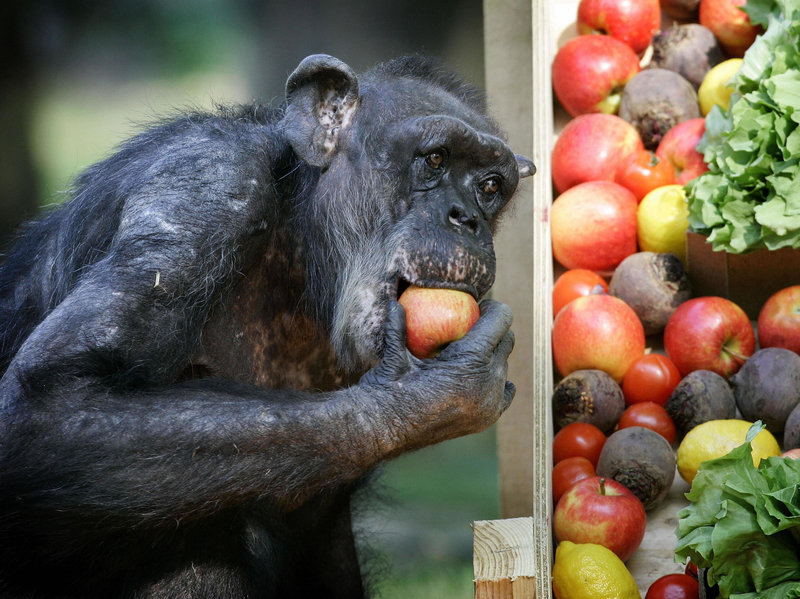 Адам мен маймылдың ұқсастығы: 59 жастағы шимпанзе бұрынғы танысын көргенде балаша қуанды (видео)
