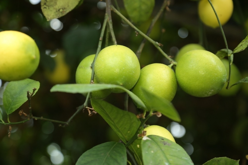 Топар жылыжайында 440 түп лимон ағашы өседі